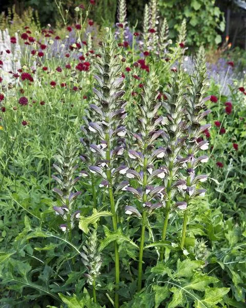 Борщевик настоящий (Acanthus mollis) с чесоткой (Knautia macedonica)