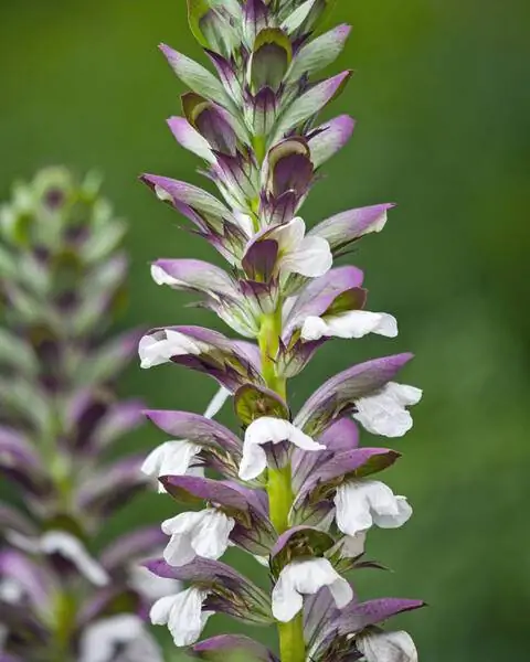 Цветы Acanthus spinosus Цветы Acanthus spinosus