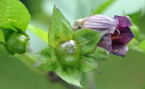Цветок паслена смертоносного (Atropa belladonna)