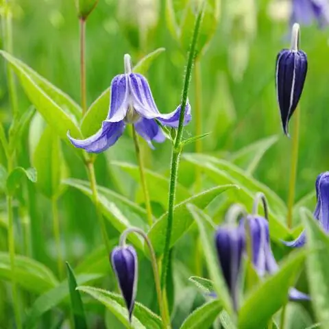 Цветок клематиса многолетнего (Clematis integrifolia)
