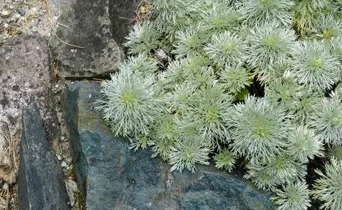 Artemisia schmidtiana 'Nana' в альпинарии Artemisia schmidtiana 'Nana' в альпинарии