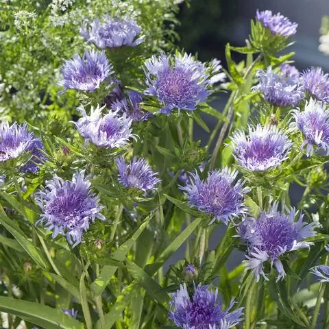 Stokesia laevis 'Mels Blue' (Астра васильковая)