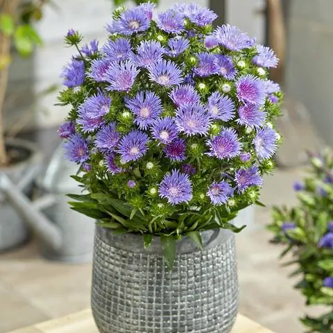 Stokesia laevis 'Мелс Блю'