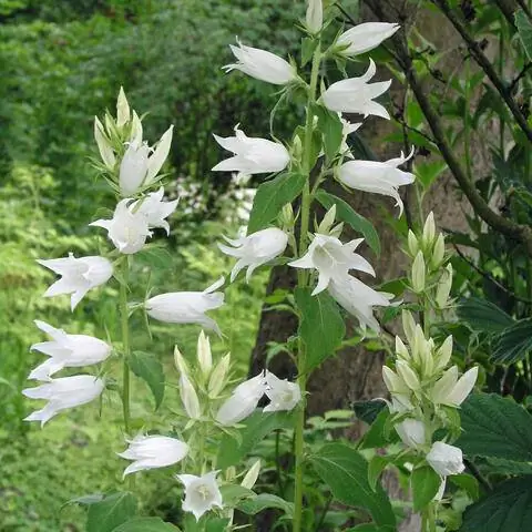 Campanula latifolia var. macrantha 'Alba'