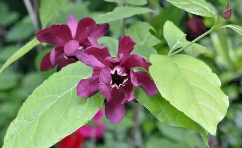 Sinocalycanthus x raulstonii 'Hartlage Wine'