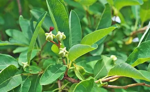 Плоды зеленой капсулы Exochorda racemosa Плоды зеленой капсулы Exochorda racemosa
