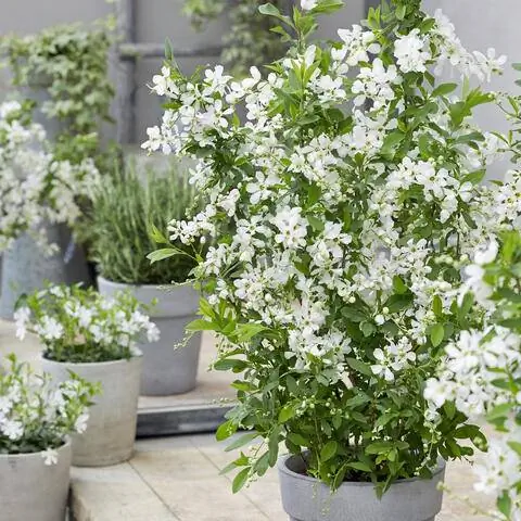 Exochorda racemosa 'Краснеющая жемчужина' Exochorda racemosa 'Краснеющая жемчужина'