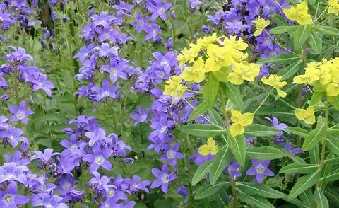 Campanula lactiflora 'Superba' и болотный молочай