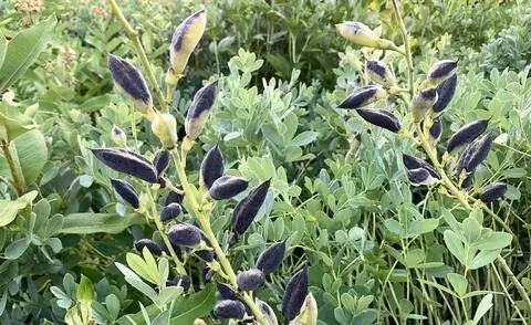 Бобовые растения Baptisia australis