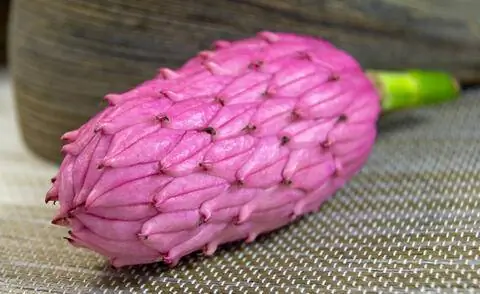 Плод магнолии зонтичной (Magnolia tripetala)