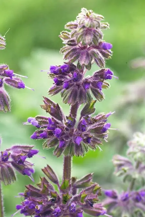 Шалфей мутовчатый 'Purple Rain' Шалфей мутовчатый 'Purple Rain'