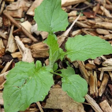 Розетка листьев дождевой капусты (Lapsana communis)