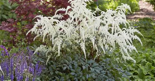 Японские лонжероны, гибриды Astilbe japonica