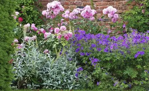 Artemisia ludoviciana 'Valerie Finnis' с розами и геранью