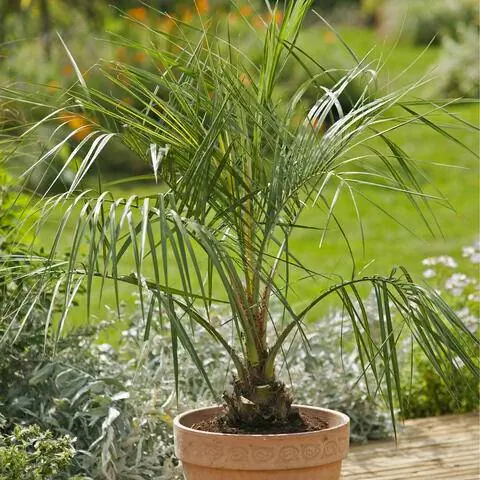Желейная пальма (Butia capitata) в горшке