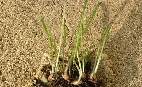 Саженцы райграса пастбищного (Lolium perenne)