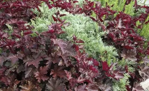Artemisia 'Powis Castle' и Purple Bells 'Chocolate Ruffles'