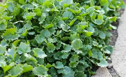 Листья колокольчика звездчатого (Campanula garganica) Листья колокольчика звездчатого (Campanula garganica)