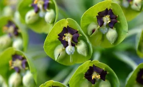 Молочай палисадный 'Черная жемчужина' (Euphorbia characias 'Black Pearl') Молочай палисадный 'Черная жемчужина' (Euphorbia characias 'Black Pearl')