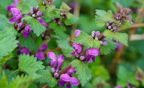 Листья и цветки Lamium purpureum