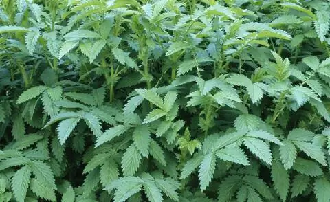 Листья агримонии евпатории