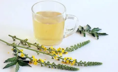 Чай из репейника