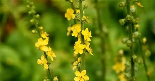 Репейник обыкновенный