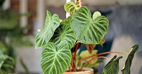 Редкий лесной друг