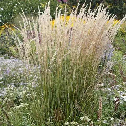Вейник болотный 'Karl Foerster' на многолетнике