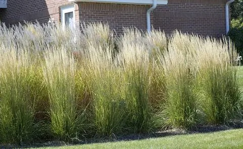 Садовая песчаная труба как экран уединения