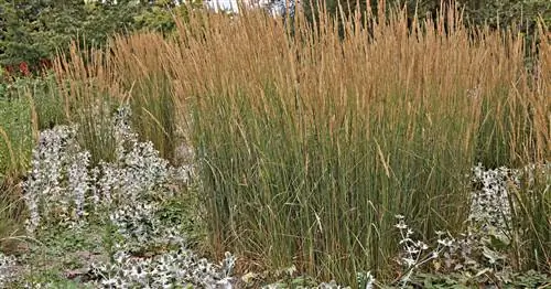 Тростник болотный, Тростник садовый