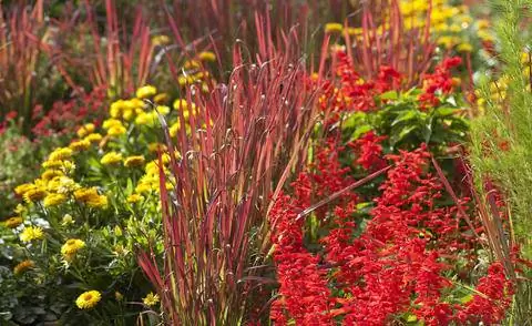 Летняя клумба с японской кровяной травой