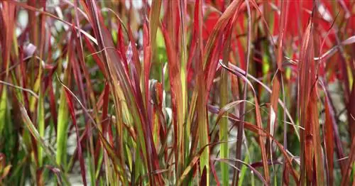 Японская кровавая трава