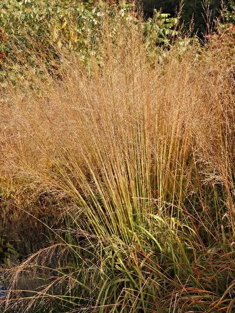 Осенние краски гигантской вересковой травы 'Karl Foerster'