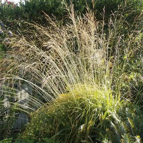 Гигантская вересковая трава "Карл Ферстер" в осеннем саду