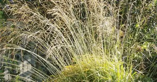 Гигантская болотная трава 'Karl Foerster