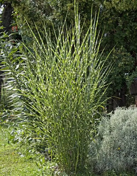 Трава дикобраза в саду