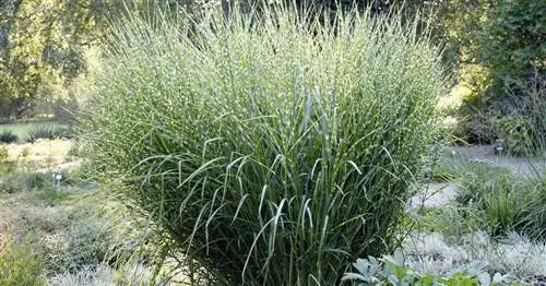 Трава зебры, Трава дикобраза