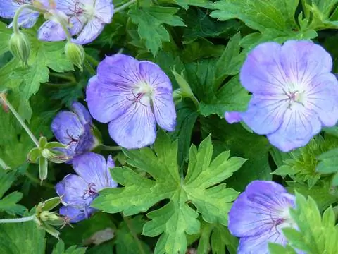 Цветы гибрида герань 'Rozanne'