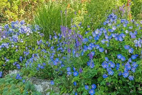 Cranesbill 'Rozanne' в постели