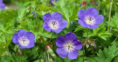 Журавль 'Розанна