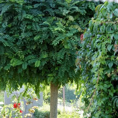 Акация шаровидная 'Umbraculifera'