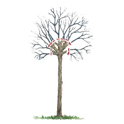 Обрезать шаровидную саранчу