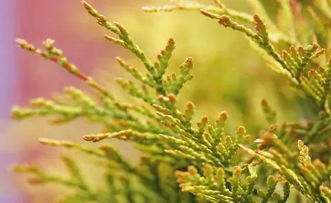 Женские цветки конуса туи