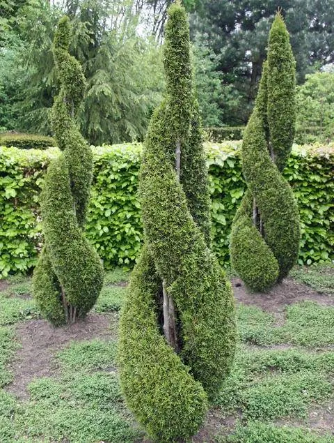 Топиарий Изумрудная Туя
