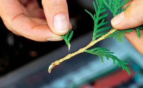 Размножение трескунки Туя