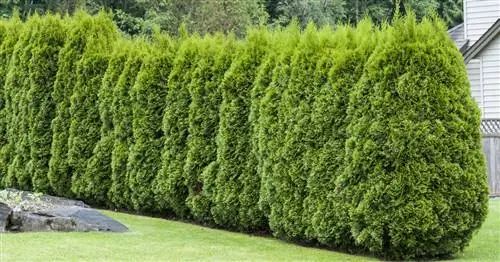 Изумрудное Древо Жизни