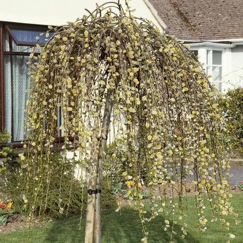 Висячая ива в цвету