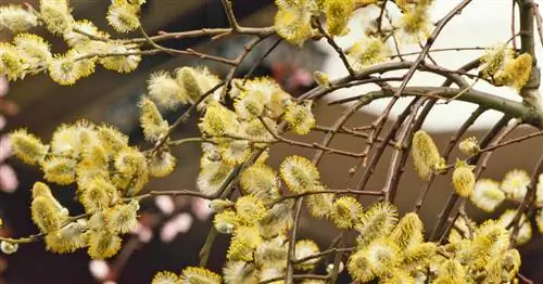 Подвешенный котенок на иве