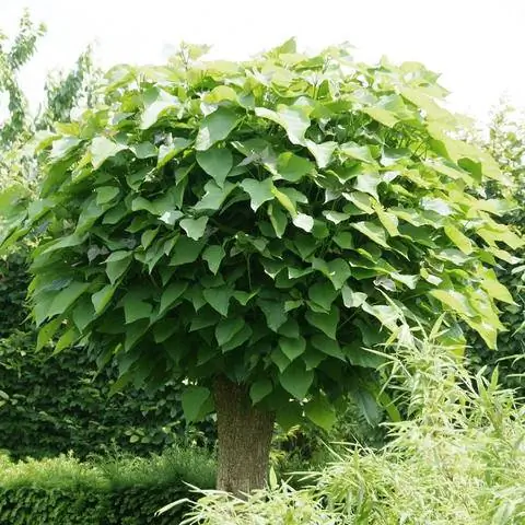 Шаровое трубное дерево (Catalpa bignonioides 'Nana')